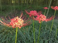 -黄海国家森林公园