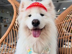 -星多哈·狗咖·拼豆·咖啡