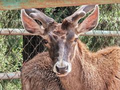 -青藏高原野生动物园