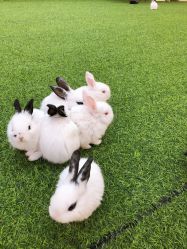 -萌宠亲子动物乐园(槐房万达店)