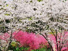 -苏州上方山国家森林公园