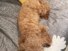 -PETKIT 小佩宠物·低压洗护·美容·寄养(安远店)