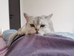 -宠福鑫康馨动物医院·骨科·眼科