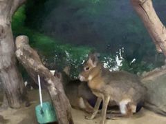 -正佳雨林生态植物园