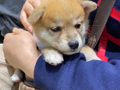 -逗柴咖啡屋·狗咖猫咖宠物桌游