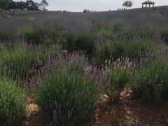 -大塘金香草谷