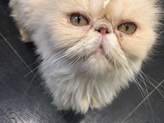 -猫色咖啡·猫咖
