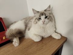 -柴迷FANS CLUB·柴犬狗咖·猫咖