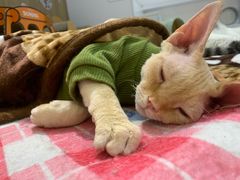 -COLOR PETS 撸猫馆·购猫·猫咖(长风大悦城店)