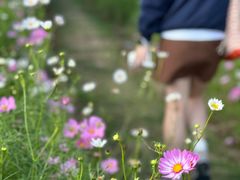 -春花秋色城市公园