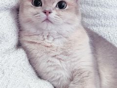 -momokira米努特·德文卷毛猫·棉花面纱犬