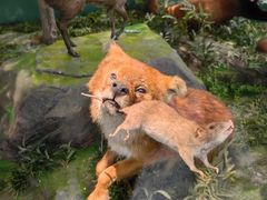 -国家自然博物馆