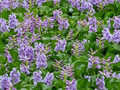 -白鹭湾湿地公园