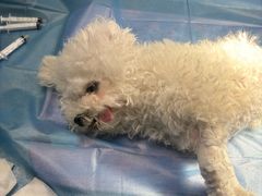 -动物缘宠物医院·骨科·猫科(西二环店)