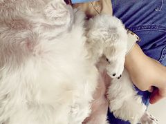 -爱侣宠医·鹦鹉专科·小型哺乳类·异宠专科(灵石路店)