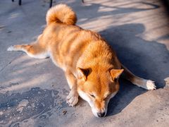 -柴犬高等学院·狗咖·柴犬售卖·宠物训练