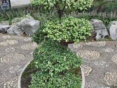 -上海醉白池公园
