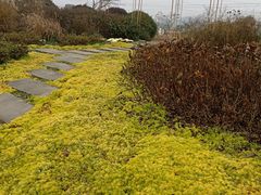 -紫颐香薰山谷景区