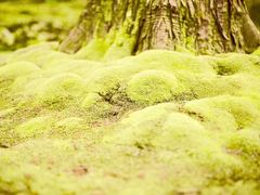 -西芳寺(苔寺)