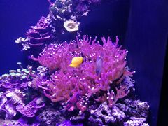 -西雅图水族馆