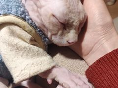 -猫腻·猫咖·撸猫馆(星光大道店)