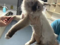 -宠颐生动物医院·猫科·心脏科(海口分院)