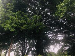 -松山湖南湖湾露营营地