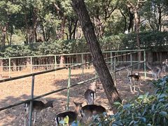 -合肥野生动物园