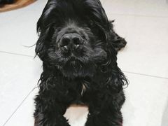 -宠福鑫动物医院(城北分院)