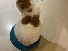 -平行世界·猫咖(首经贸店)