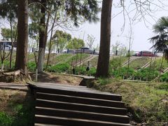 -合肥滨湖国家森林公园