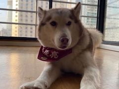 -Husky Go! 哈士奇体验馆·宠物咖啡厅狗咖