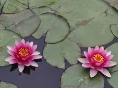 -微山湖红荷湿地景区