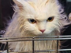 -PETKIT 小佩宠物·低压洗护·美容·寄养(安远店)