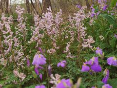 -阳台山自然风景区