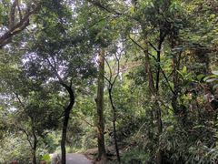 -火炉山森林公园