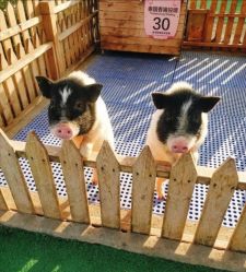 -萌宠亲子动物乐园(槐房万达店)