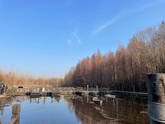 -溱湖国家湿地公园