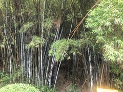 -火炉山森林公园