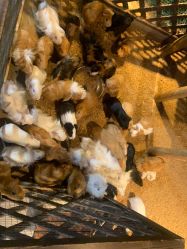 -酷嗒动物文化乐园(cutezoo西溪乐天城店)