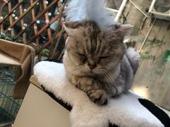 -猫咪派对(江南西店)
