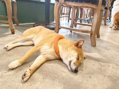 -more than meow吴止猫主题餐厅(承德 中船汇店)