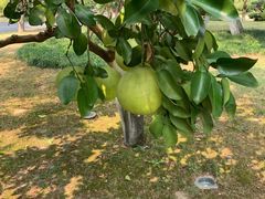 -浙江西子宾馆·瑶园咖啡厅