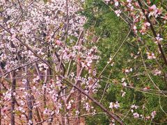 -白水寺森林公园