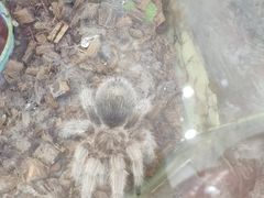 -上海大自然野生昆虫馆(东方明珠·爬宠昆虫探索中心)