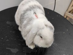 -帕帕拉兹宠物(亚洲旗舰店)