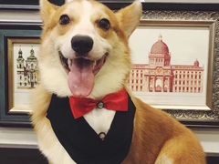 -柯斗斗主题餐厅·狗咖·围炉煮茶·茶饮(国瑞升平里店)