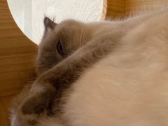 -藏猫猫咖啡主题馆(中央大道店)