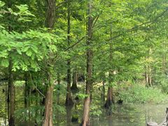 -桤木河湿地公园