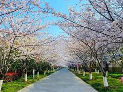 -高东镇樱花园